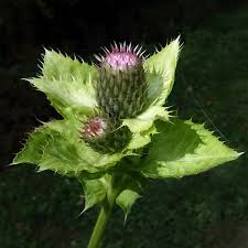 Attēlu rezultāti vaicājumam “Cirsium oleraceum”