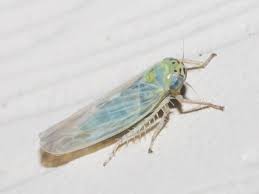 Attēlu rezultāti vaicājumam “Macrosteles sp.”