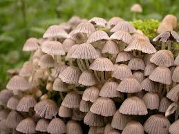 Attēlu rezultāti vaicājumam “Coprinus disseminatus”