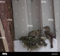 Attēlu rezultāti vaicājumam “Muscicapa striata nest”