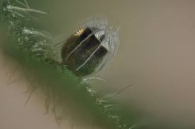 Attēlu rezultāti vaicājumam “Vanessa atalanta upperside”