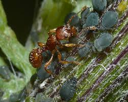 Attēlu rezultāti vaicājumam “Aphis jacobaeae”