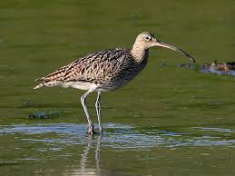 Attēlu rezultāti vaicājumam “Numenius arquata adult”