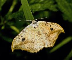 Attēlu rezultāti vaicājumam “Drepana falcataria”