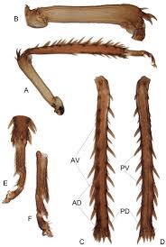 Attēlu rezultāti vaicājumam “Planaphrodes sp.”