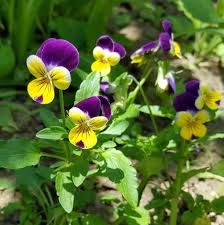 Attēlu rezultāti vaicājumam “Viola tricolor leaf”