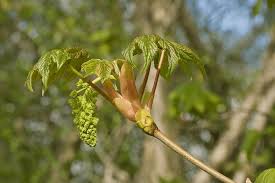 Attēlu rezultāti vaicājumam “Acer pseudoplatanus fo. purpurascens flower”