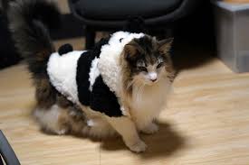 猫次郎o에 대한 이미지 검색결과