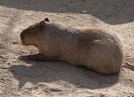 Attēlu rezultāti vaicājumam “Hydrochoerus hydrochaeris”