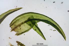 Attēlu rezultāti vaicājumam “Schistidium apocarpum”