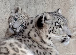 Image result for kernel panic snow leopard