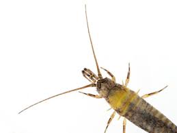 Attēlu rezultāti vaicājumam “Machilidae”