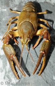 Attēlu rezultāti vaicājumam “Astacus astacus”