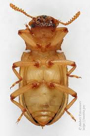 Attēlu rezultāti vaicājumam “Bolitophagus reticulatus larva”