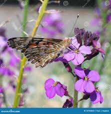 Attēlu rezultāti vaicājumam “Vanessa cardui underside”