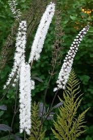 Image result for Silberkerze