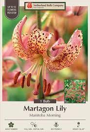 Attēlu rezultāti vaicājumam “Lilium martagon flower”