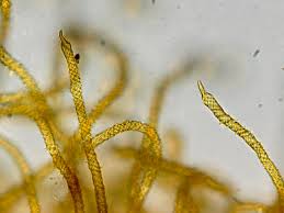 Attēlu rezultāti vaicājumam “Trichia erecta macro”