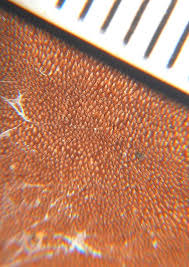 Attēlu rezultāti vaicājumam “Gloeophyllum trabeum”