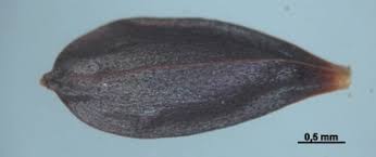 Attēlu rezultāti vaicājumam “Eriophorum gracile fruit”