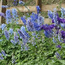 Attēlu rezultāti vaicājumam “Delphinium elatum  bud”