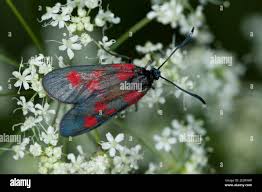 Attēlu rezultāti vaicājumam “Zygaena viciae”