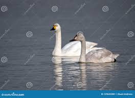 Attēlu rezultāti vaicājumam “Cygnus columbianus adult”