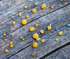 Attēlu rezultāti vaicājumam “Diderma cinereum macro”