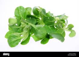 Image result for Feldsalat