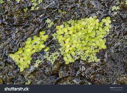 Attēlu rezultāti vaicājumam “Lemna gibba”