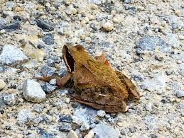 Attēlu rezultāti vaicājumam “Rana temporaria adult”