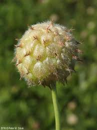 Attēlu rezultāti vaicājumam “Trifolium fragiferum”