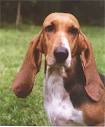Basset Artesian Normand Information and Pictures