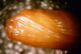 Attēlu rezultāti vaicājumam “Perizoma affinitata”