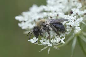 Attēlu rezultāti vaicājumam “Andrena vaga”