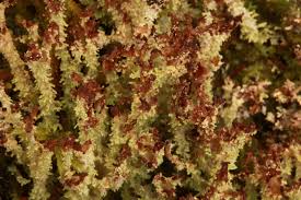 Attēlu rezultāti vaicājumam “Arcyria affinis stalked”