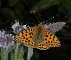 Attēlu rezultāti vaicājumam “Issoria lathonia”