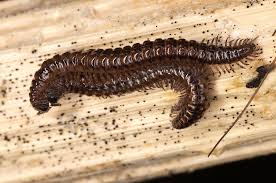 Attēlu rezultāti vaicājumam “Craspedosoma rawlinsi”