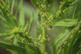 Attēlu rezultāti vaicājumam “Rumex maritimus”