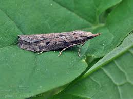 Attēlu rezultāti vaicājumam “Aphomia sociella”