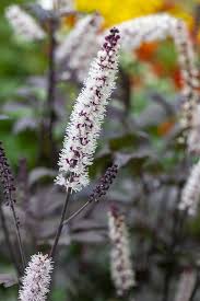 Attēlu rezultāti vaicājumam “Actaea spicata flower”