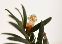 Attēlu rezultāti vaicājumam “Taxus baccata male flower”