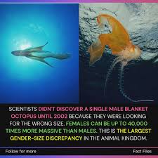 Attēlu rezultāti vaicājumam “Polypogon tentacularius male”