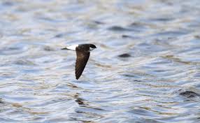 Attēlu rezultāti vaicājumam “Delichon urbicum adult”