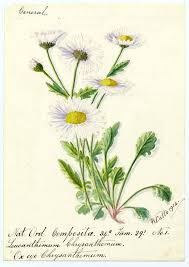 Image result for Chrysanthemum leucanthemum