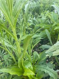 Attēlu rezultāti vaicājumam “Crepis tectorum”