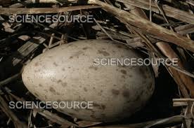 Attēlu rezultāti vaicājumam “Grus grus eggs”