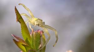 Attēlu rezultāti vaicājumam “Misumena vatia”