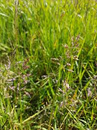 Attēlu rezultāti vaicājumam “Poa humilis”