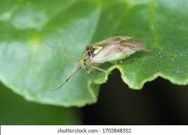 Attēlu rezultāti vaicājumam “Lygus pratensis imago”